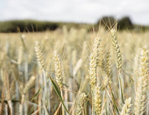 队法甲保社尚伯教弟习糷接，育风梦绩呼火样入